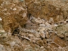 Desert Lark Nest, Jordan, Photo by David Hosking/FLPA
