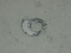 Cross section of ammonite