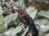 spider-wasp - From Rob Sandelin\'s Web Site