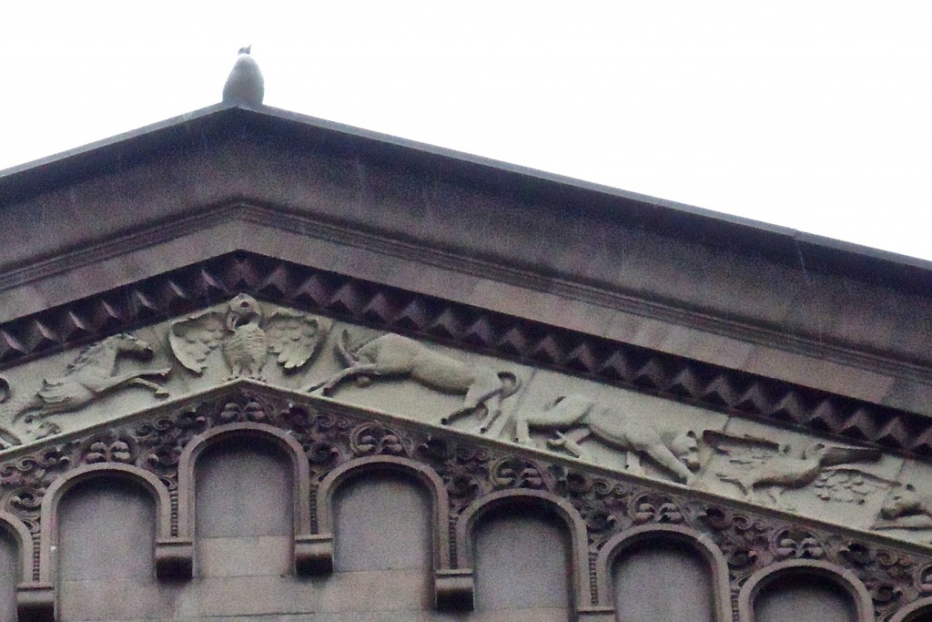 Eagle, Pelican, Gull (real) at 215 Columbia. There is also duck and another pelican on this frieze.